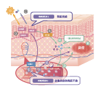 薩馥嵐®-DC(圖1)