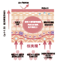 桜美(měi)精®(圖1)