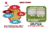 有(yǒu)機(jī)丹波赤豆 (圖1)