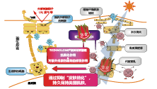 洛神花(huā)發酵液(圖1)