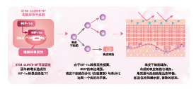 紅(hóng)車(chē)軸草(cǎo)花(huā)提取物(wù)(圖1)