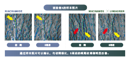 路(lù)易波士茶(圖3)
