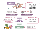 和(hé)美(měi)三美(měi)-W(圖1)