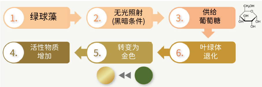 黃(huáng)金(jīn)小(xiǎo)球藻多(duō)肽(圖1)